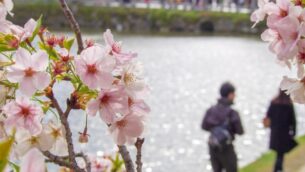 【婚活】今何をすれば良いかがわかる、だから頑張れる♪